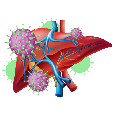 Hepatitis B virus (HBV)